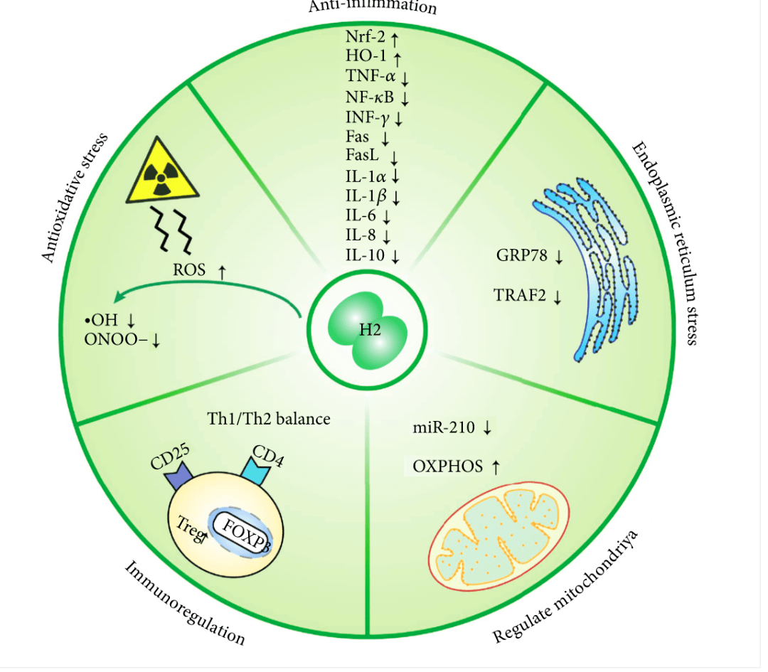 How Hydrogen Slows Down Aging